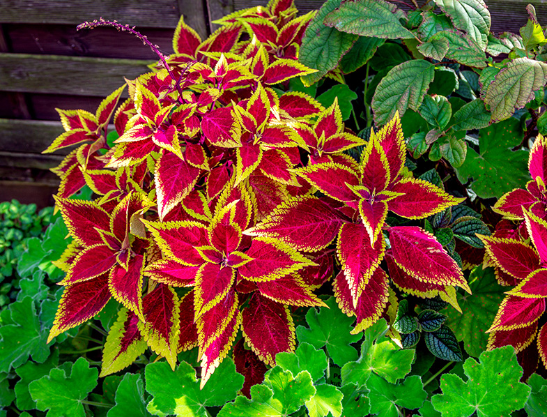 Plectranthus Scutellarioides