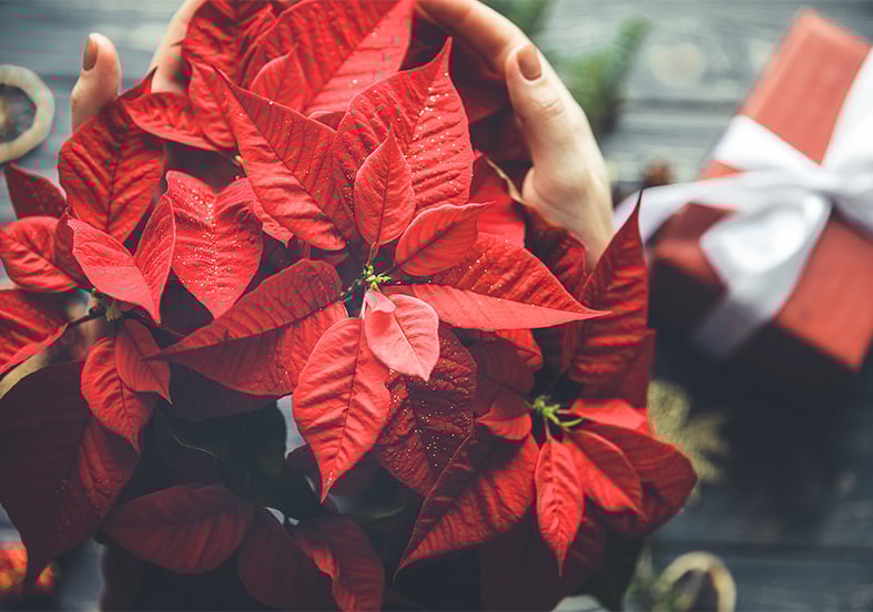 Poinsettia plant