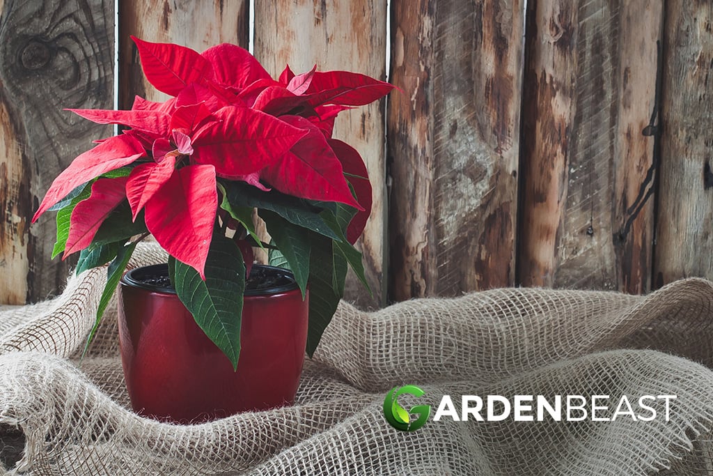 poinsettia
