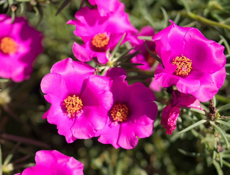 Portulaca grandiflora