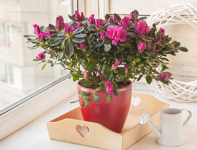 Azalea indoors