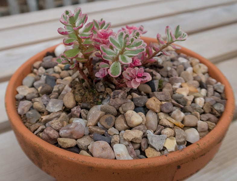 Sedum Spurium