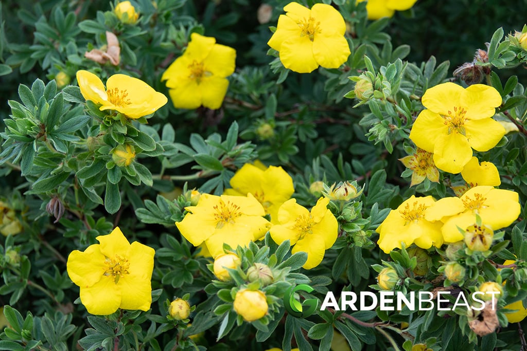 Potentilla