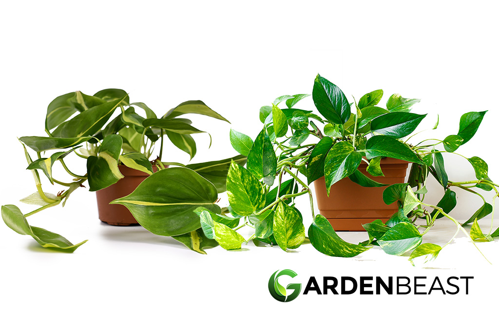 Pothos vs Philodendron
