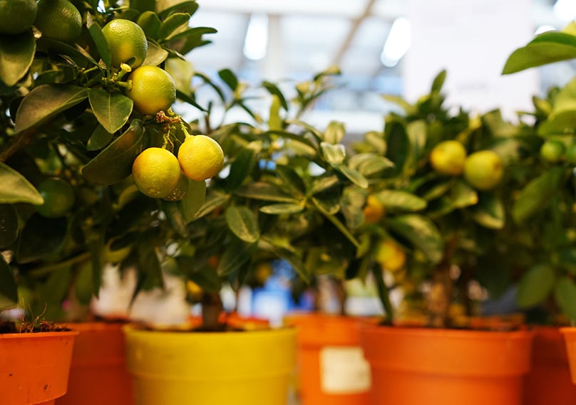 Lemon trees can be grown in pots