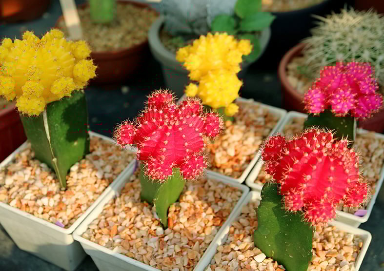 Growing in Pots