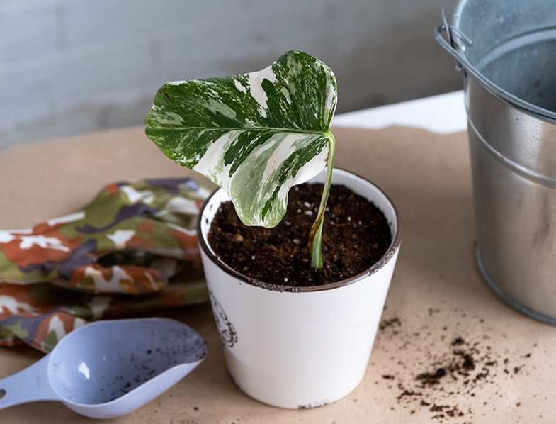 Propagating Philodendrons In Soil