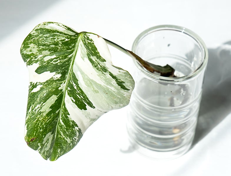 Propagating Philodendrons In Water