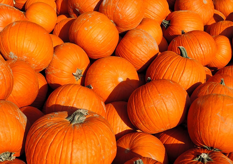 Pumpkins are an American favorite
