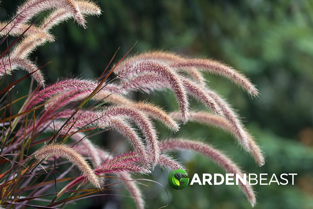 Purple Fountain Grass