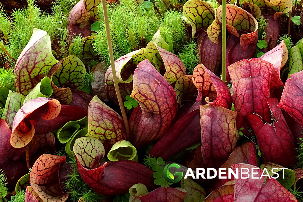 Purple Pitcher Plant