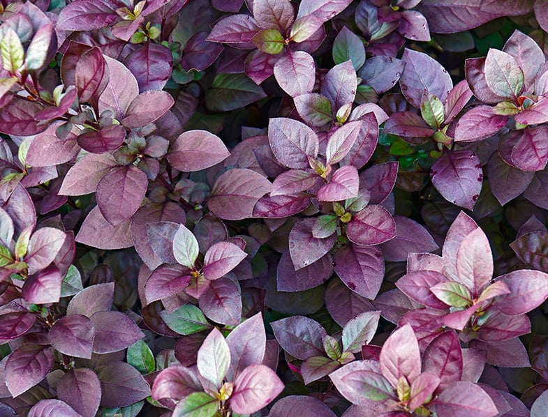 Purple Prince Joyweed