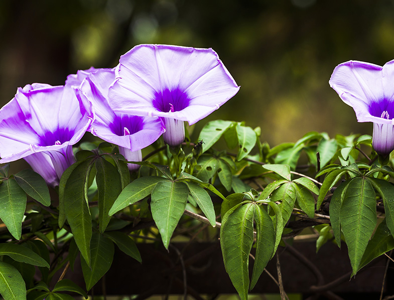 A Purple Morning Glory
