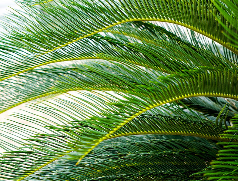 pygmy date palm leaves