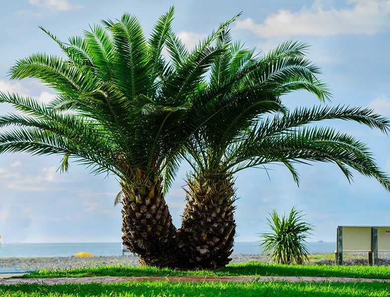 Pygmy Date Palm