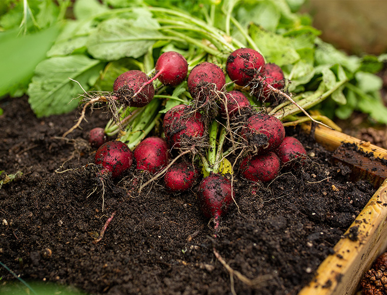 Radish