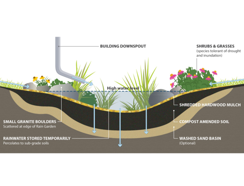 Rain Garden