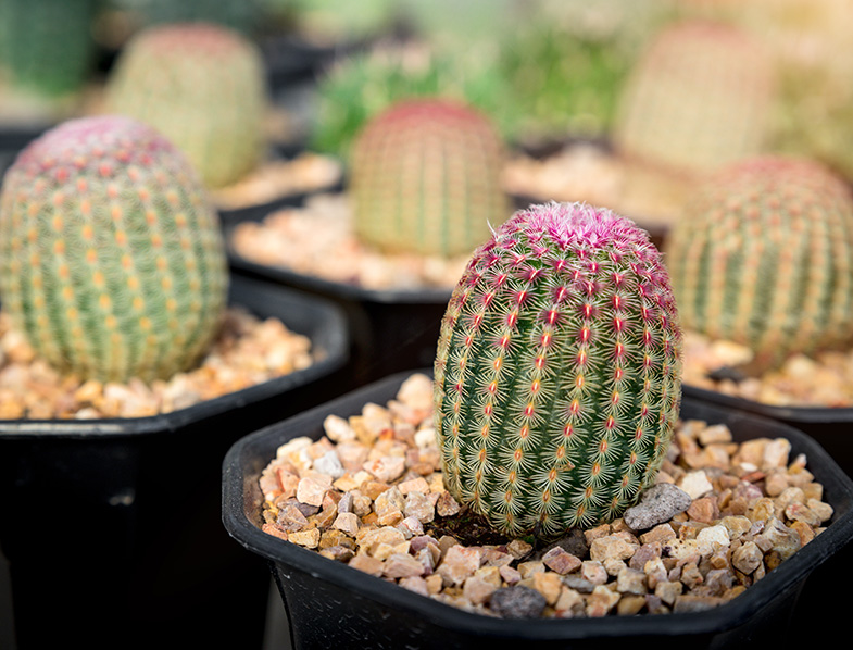 Rainbow Cactus