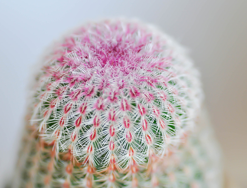 Rainbow Cactus
