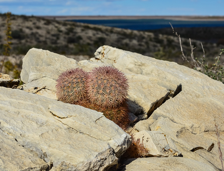 Rainbow Cactus