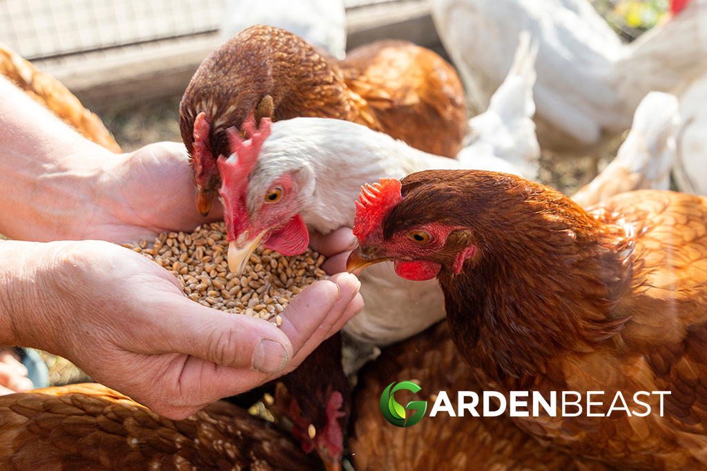 Raising Chickens