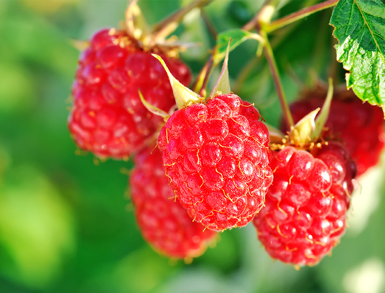 Raspberries