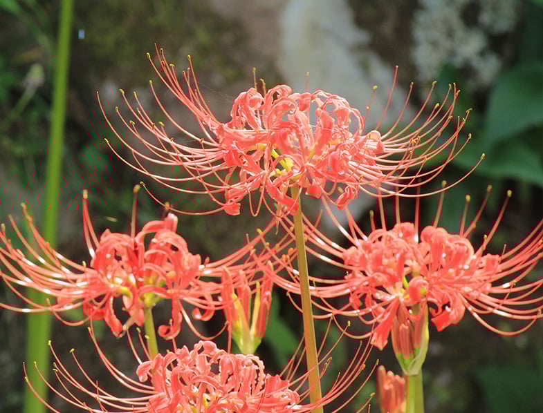 Red Spider Lily