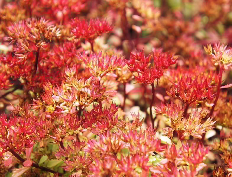 Sedum spurium