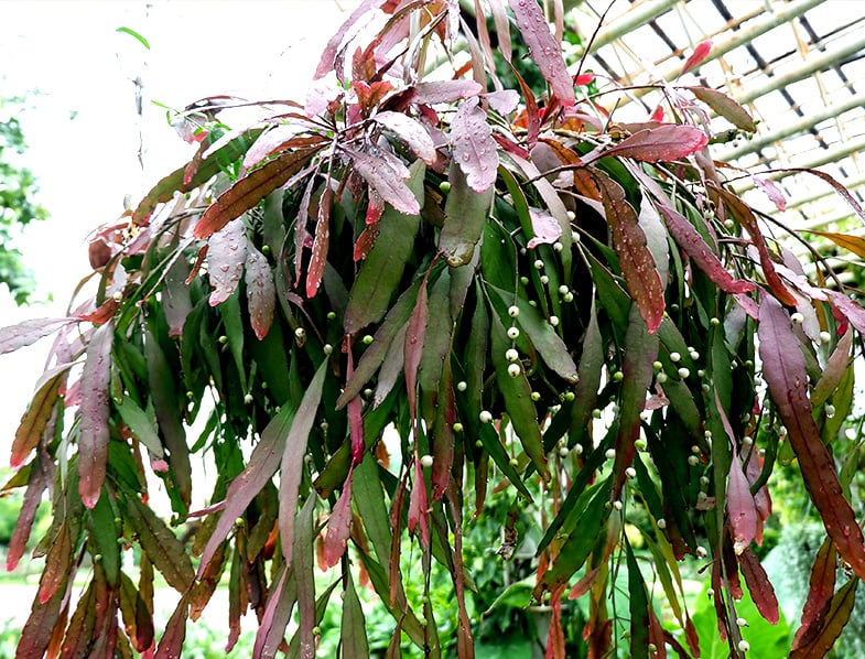 Rhipsalis Ramulosa