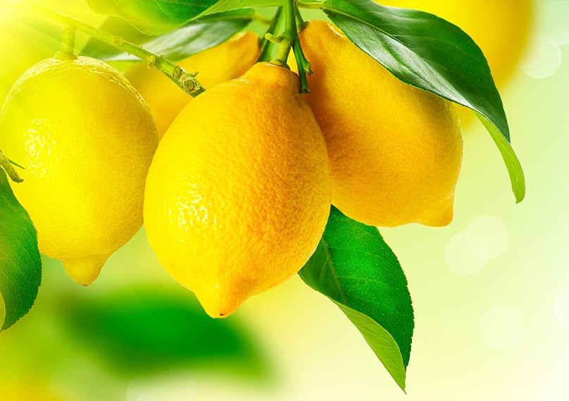 Lemons ripe for harvesting