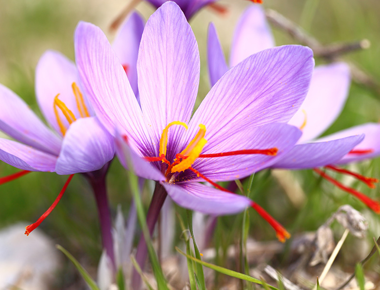 Saffron