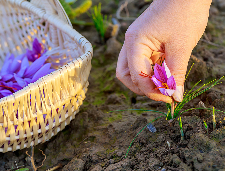 Saffron