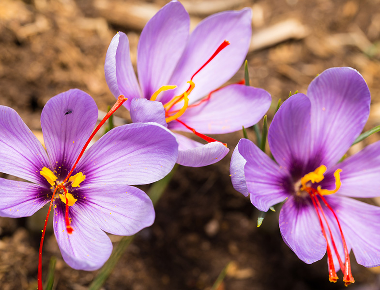 Saffron