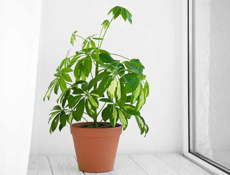 Schefflera Amate