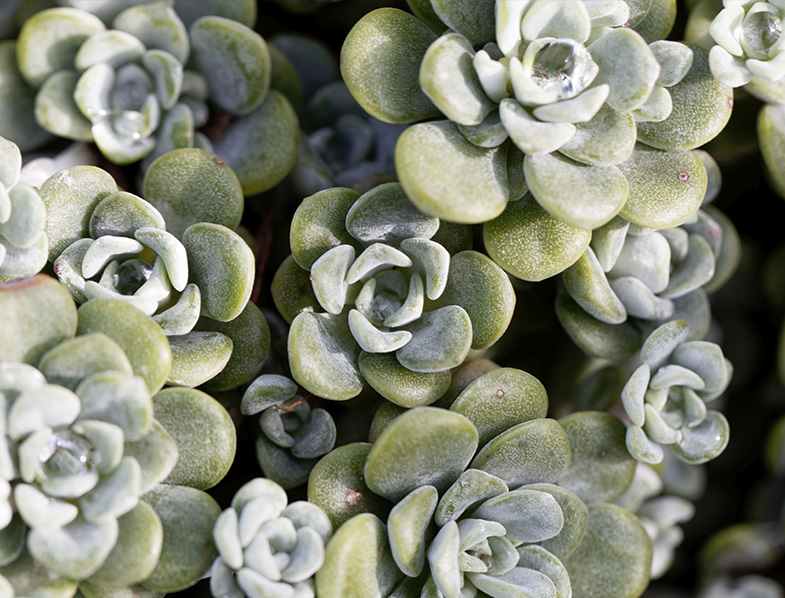 Sedum Spathulifolium