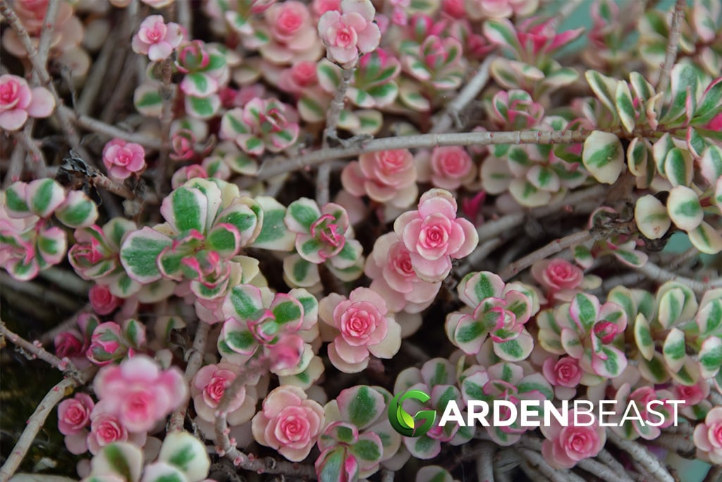 Sedum Spurium