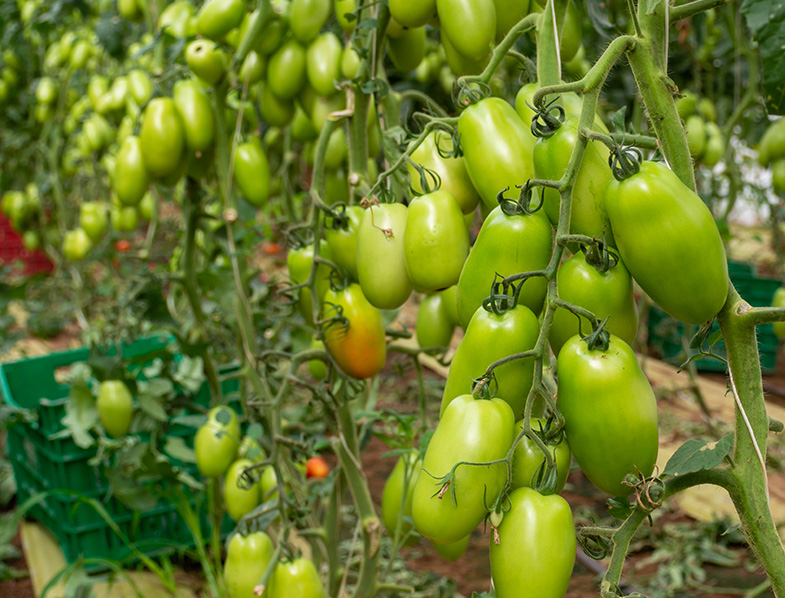Seed Germination and Transplanting