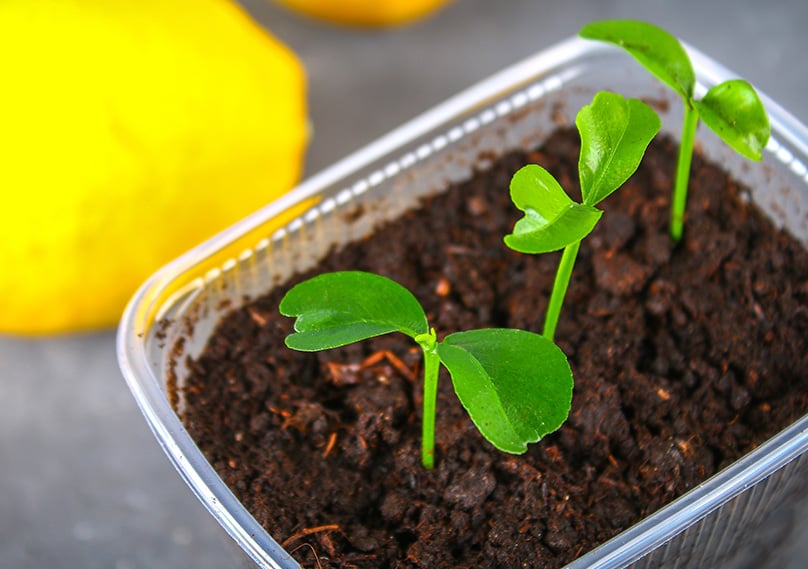 Lemon Tree Seedlings