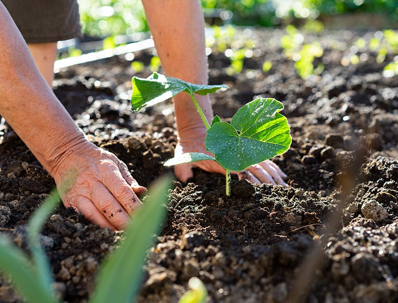 Pumpkin Seedlings