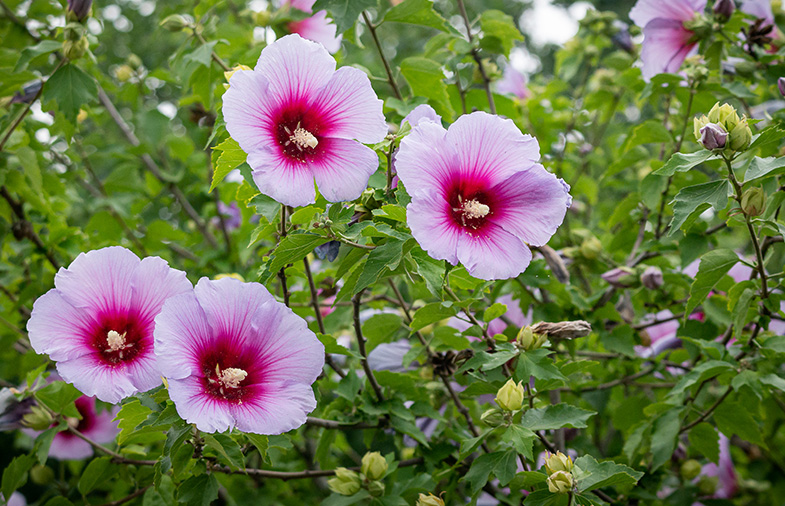 Beautiful Flowers