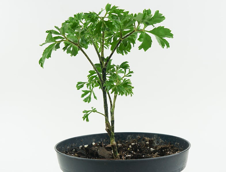 Small Polyscias Fruticosa