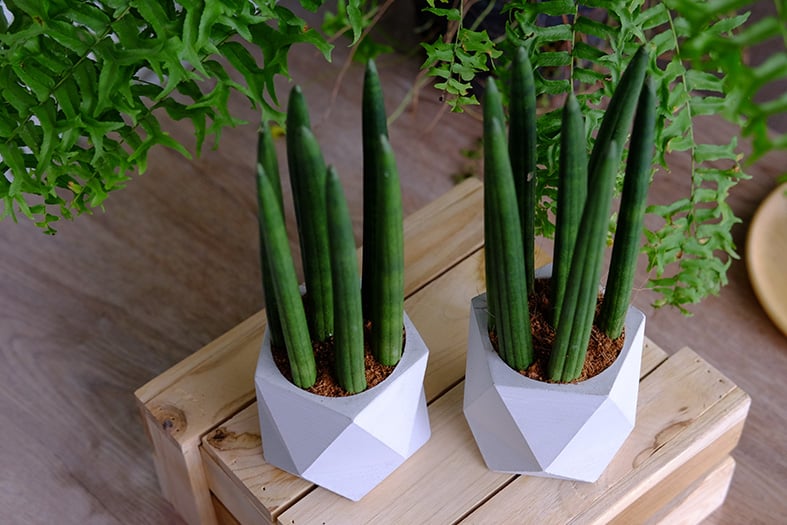 Sansevieria Cylindrica