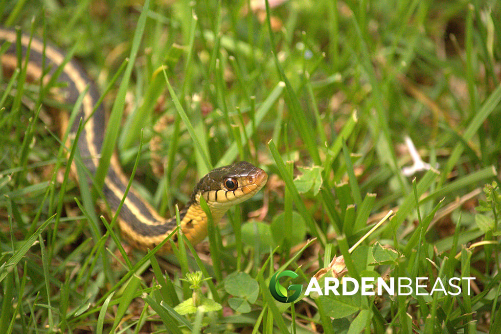 What Are The Best Snake Repellent Plants? What You Should Grow