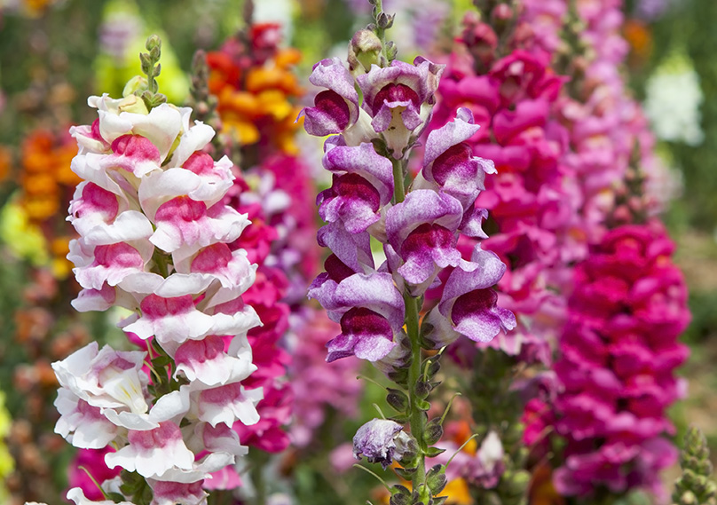 Snapdragons