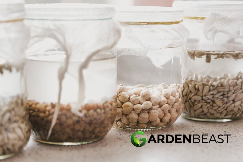 Soaking Seeds