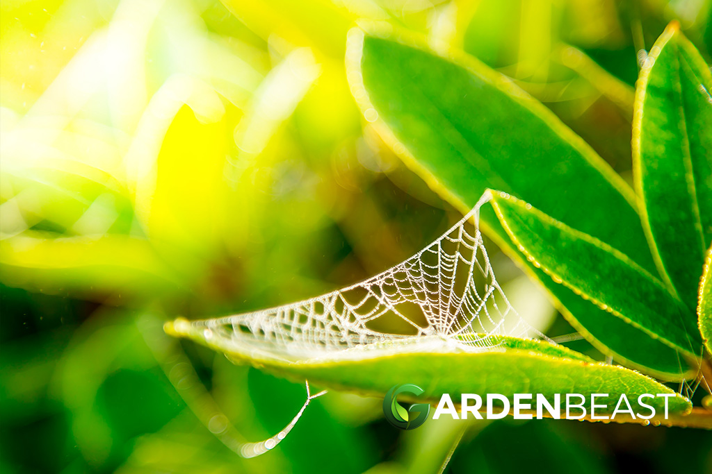 What Are The Best Spider Repellent Plants? What You Need to Grow