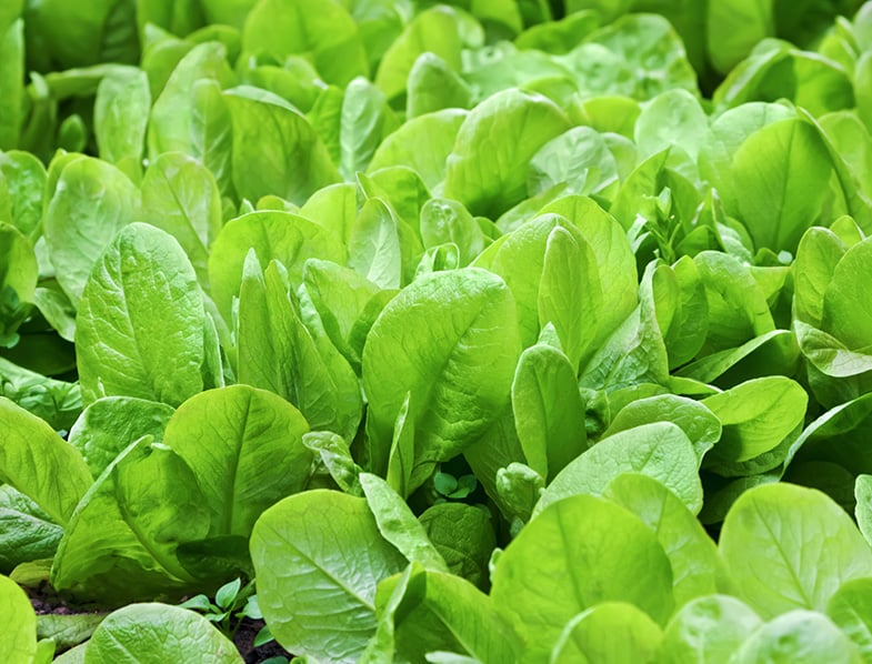 Spinach