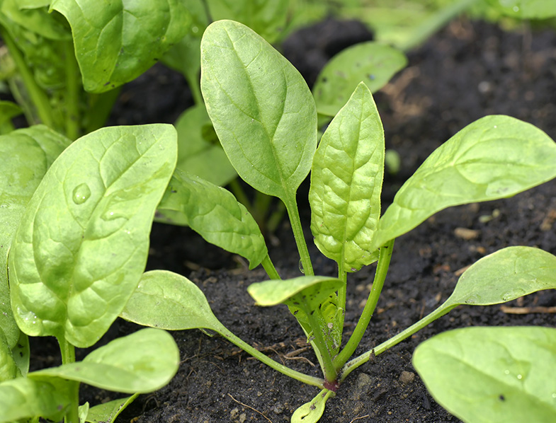Spinach