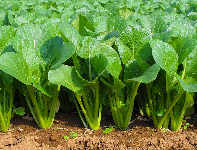Spinach