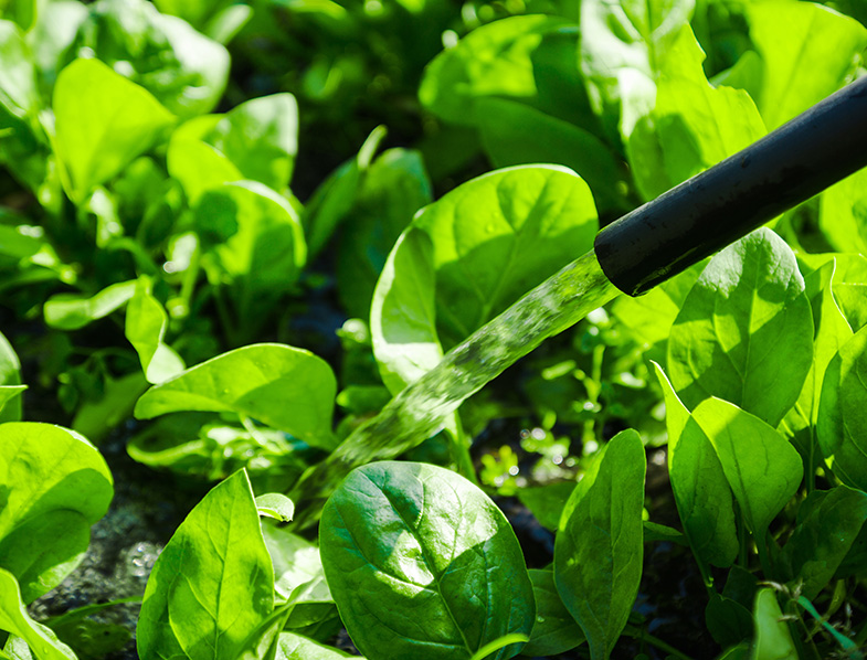Watering Your Spinach